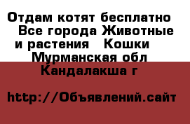 Отдам котят бесплатно  - Все города Животные и растения » Кошки   . Мурманская обл.,Кандалакша г.